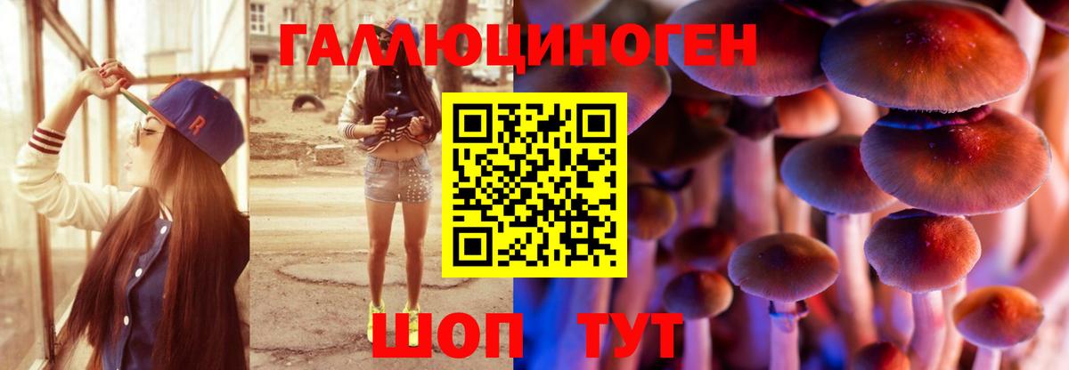 Галлюциногенные грибы Psilocybine cubensis Дербент
